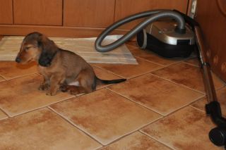 Jamnik d�ugow�osy